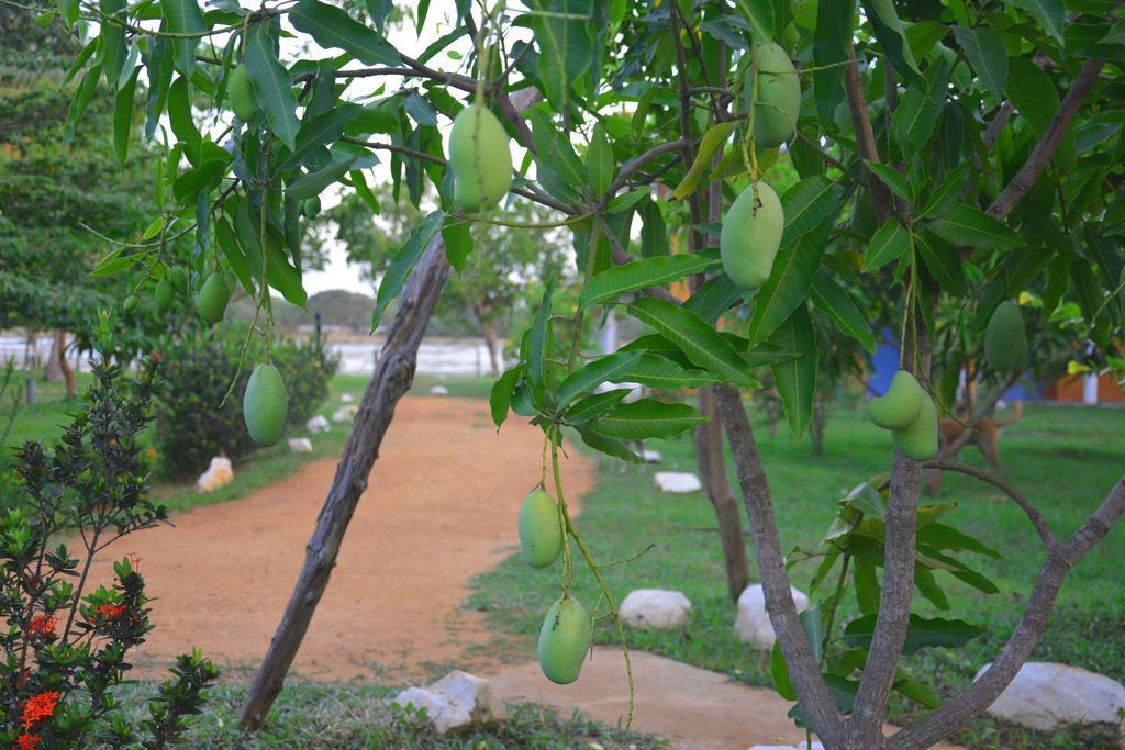 Serenity Lake Resort Yala Tissamaharama Extérieur photo